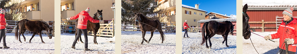 Bodenarbeit mit Pferd