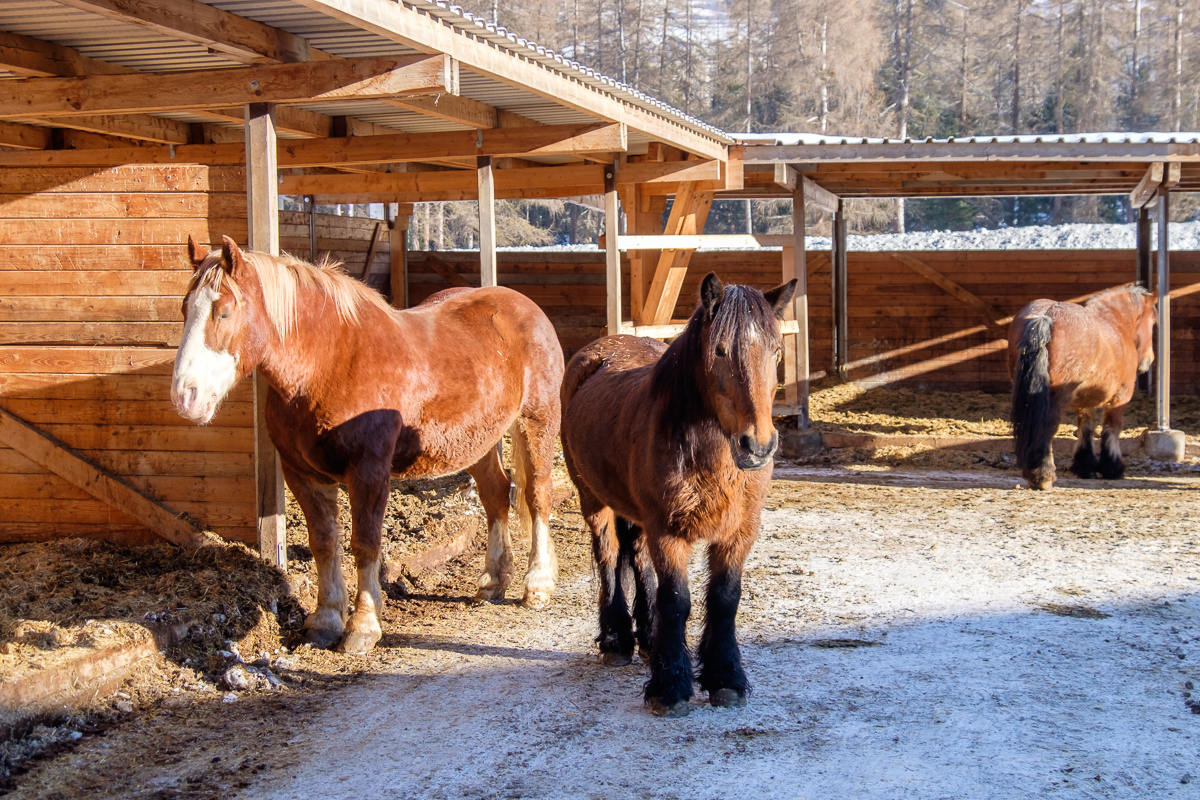 Offenstall in Pontresina