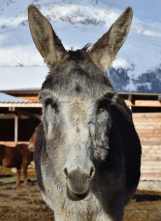 Benito