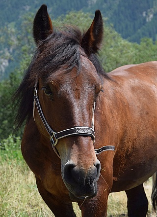 Capucine