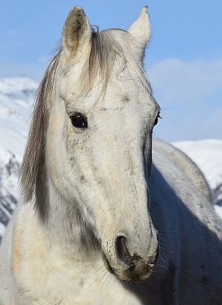 Sabelio